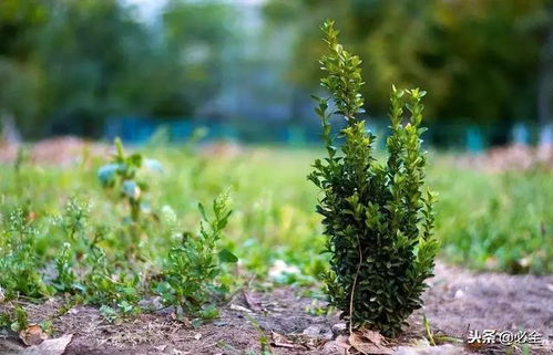 苗木栽植深度不对的补救技巧，助你成功种植