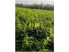 句容市茅山风景区泽霖苗木种植园产品展示