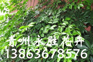 绿满齐鲁 青州市永胜花卉苗木专业合作社与幸福树的种植纪实