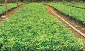 黄花梨树苗价格与种植全攻略 从选苗到成林的科学指南