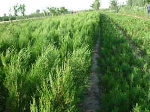 绿色产业新标杆 河南侧柏种植基地助力生态与致富双赢