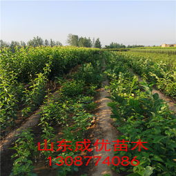 金秋红蜜桃树苗种植指南 优质新品种的栽培技术