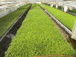 寿光西红柿种苗与红豆杉苗木种植 从寿光仁禾基地看现代农业多元化发展