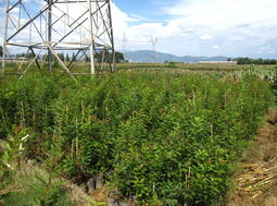 辽宁应良苗木基地 供应优质绿化景观苗木