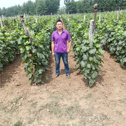 【葡萄苗几年可以结果,葡萄苗种植基地,葡萄苗多少钱,葡萄苗木多少钱】-