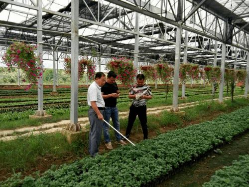 发展花卉苗木种植，园艺场铺平扶贫脱贫路