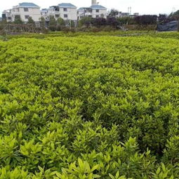 扎根乡土绿梦成 郴州王堂科的草皮种植之路