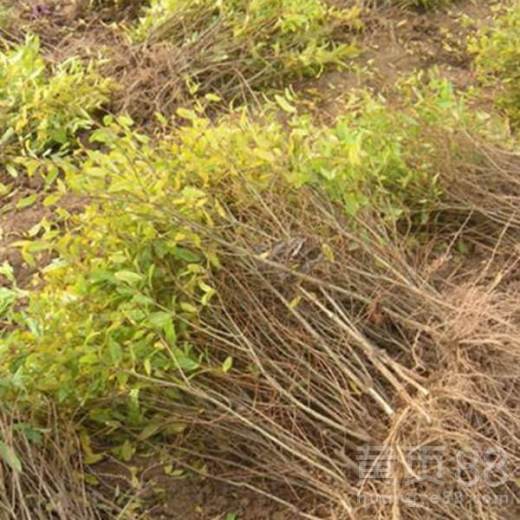 东丽区软籽石榴苗价格与管理要点解析 3年苗适合栽植吗？