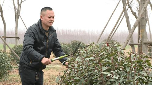 张学党 种植苗木，收获绿色财富的实干家