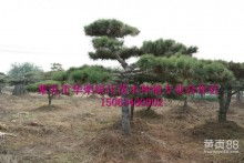 莱芜市华荣绿化苗木种植专业合作社 苗木种植的专业供应与服务