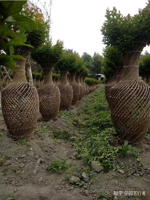 十亩方寸间，绿树成前景 老家的土地秘径