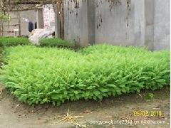 优质蓝花楹种苗供应 打造优雅园林的绿美之选