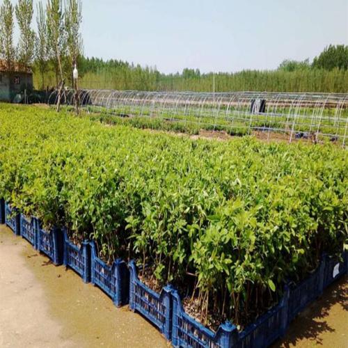 淄博果树苗木大促 优质金银花苗优惠供应，助力苗木种植新篇章