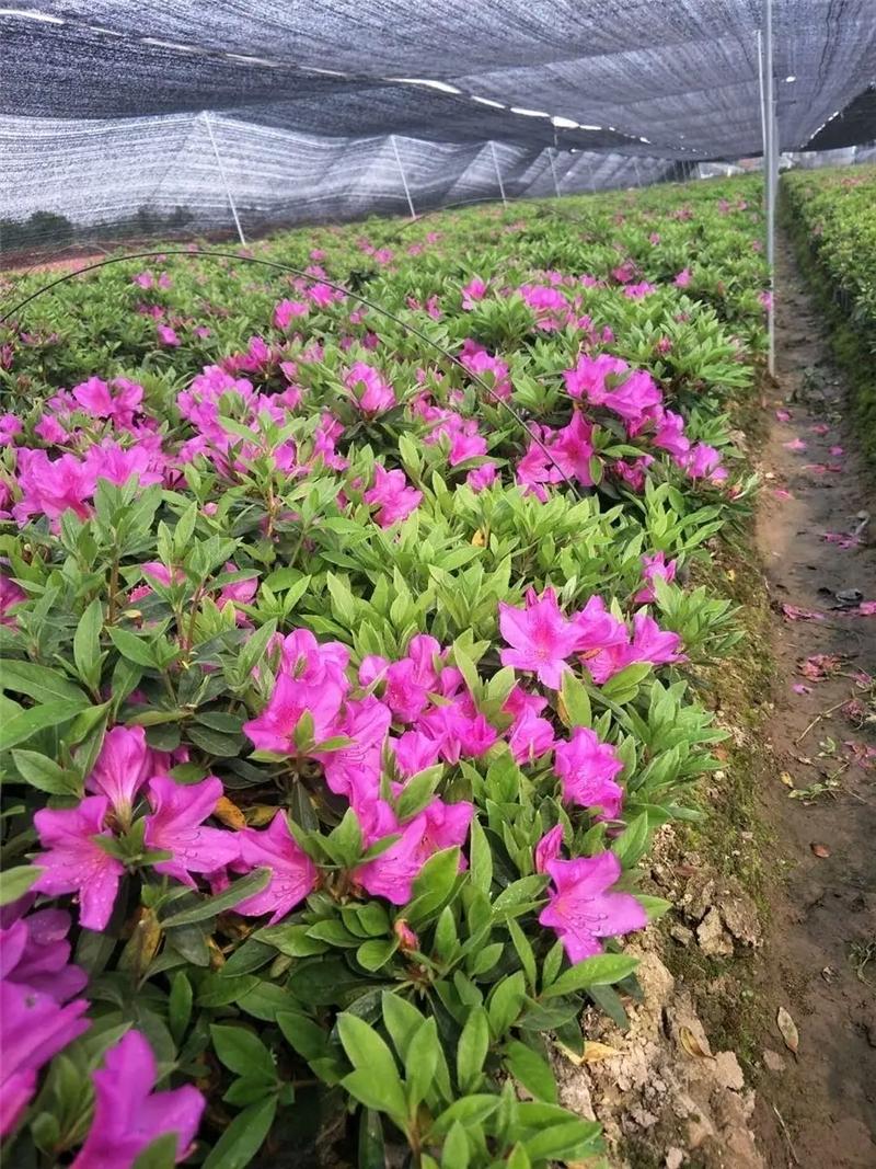 毛杜鹃苗大量供应!#苗木种植基地 #花卉基地 #庭院花卉 # - 抖音